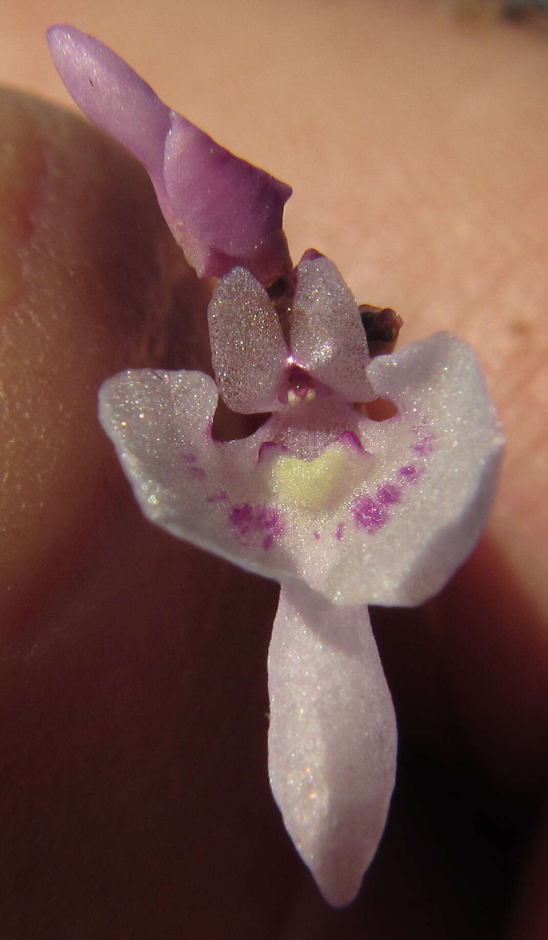 Utricularia benjaminiana Oliv.的圖片