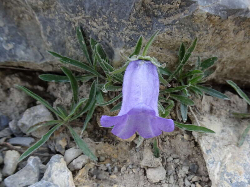 Image of Provence Bellflower