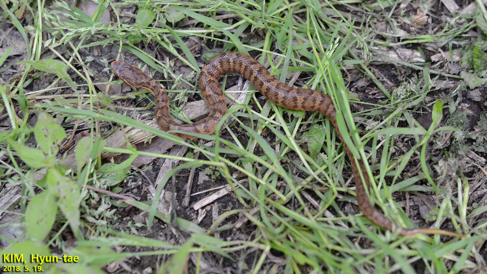 Слика од Gloydius ussuriensis (Emelianov 1929)