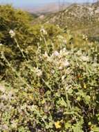 Image of San Clemente Island bushmallow