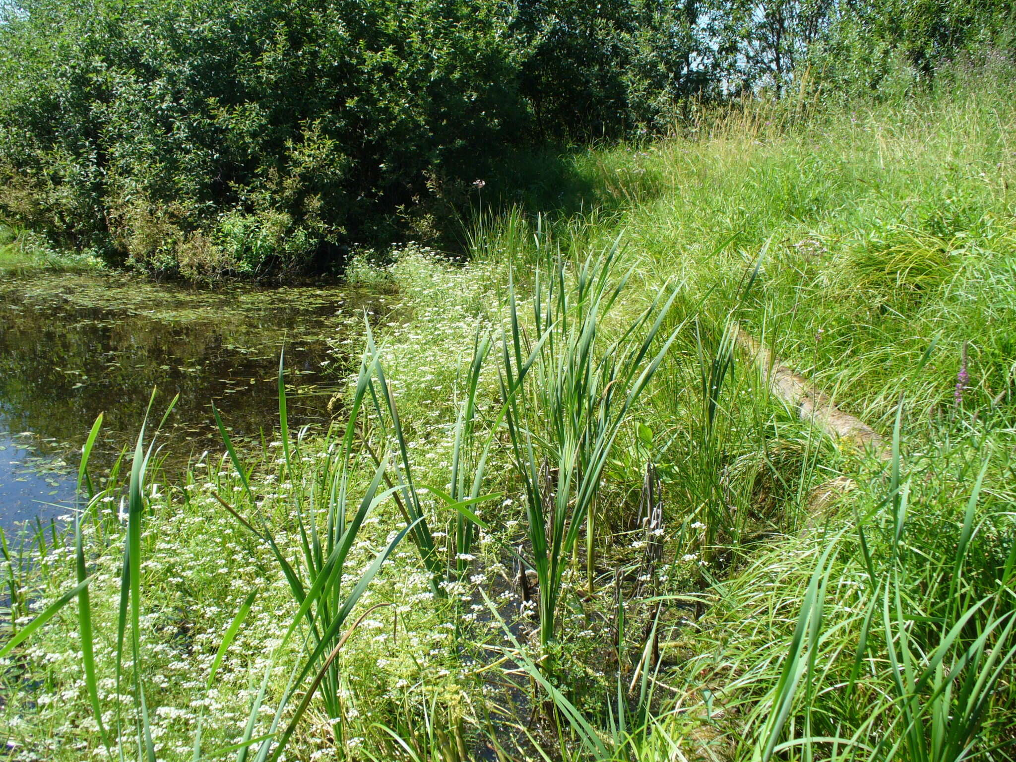 Image of Fine-leaved Water-dropwort