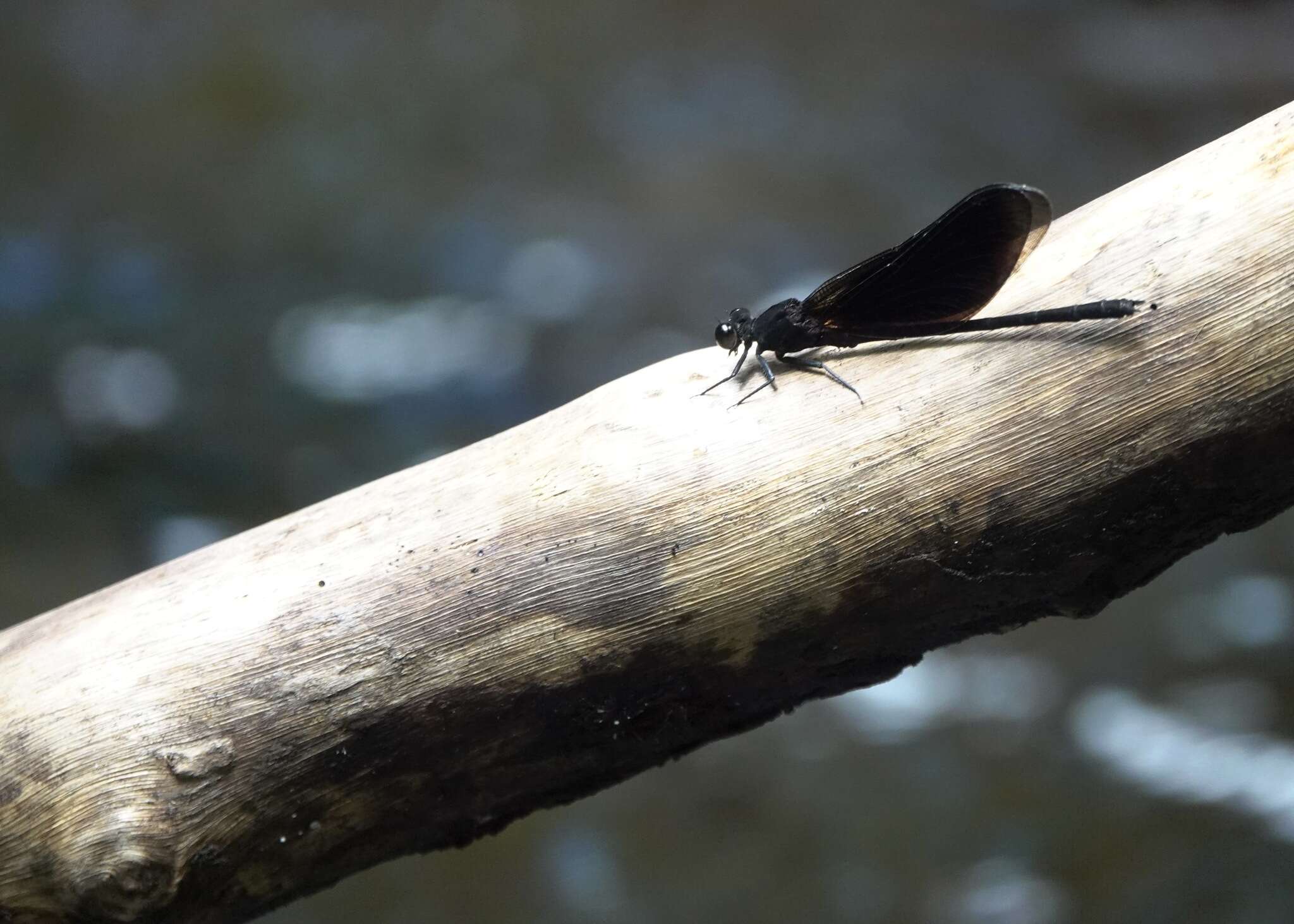 Image de Euphaea refulgens Hagen ex Selys 1853