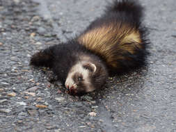 Image of western polecat, polecat