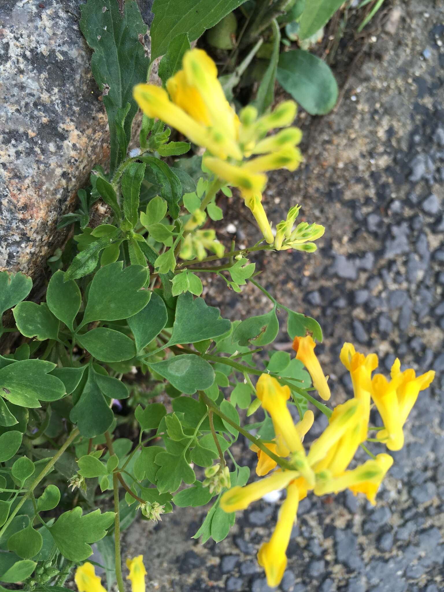 Image of yellow corydalis