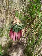 Image of Bomarea macrocephala Pax