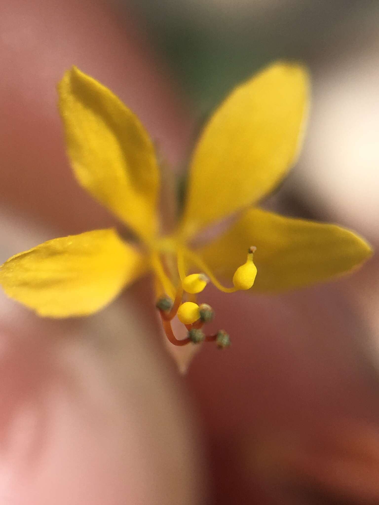 Image of Physostemon guianense (Aubl.) Malme