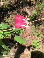 Image de Clematis texensis Buckl.