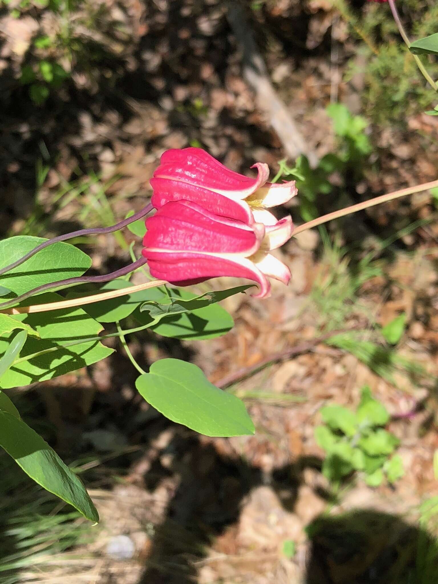 Image de Clematis texensis Buckl.