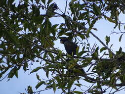 Image of Bronze-winged Parrot