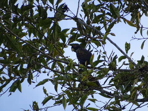 Image of Bronze-winged Parrot