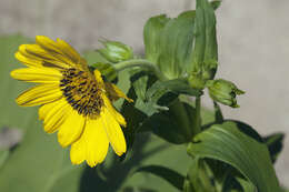 Image of Arnica sachalinensis (Regel) A. Gray