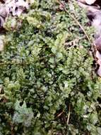 Image of plagiomnium moss