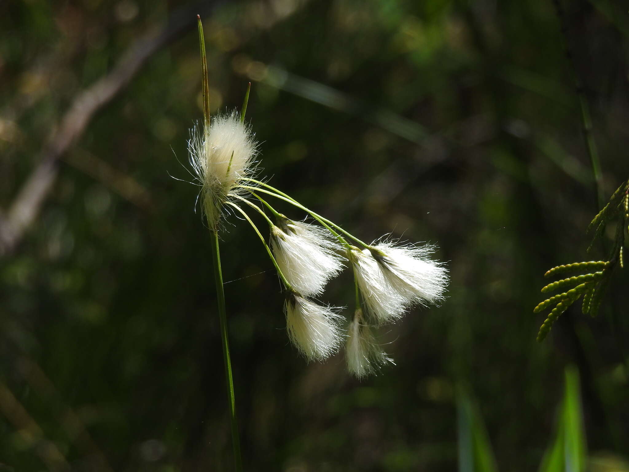 Image of Green-keeled cottongrass