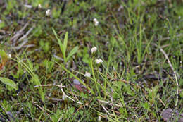 Imagem de Primula mistassinica Michx.