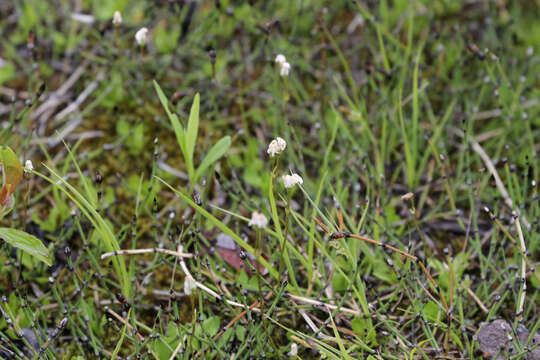 Imagem de Primula mistassinica Michx.