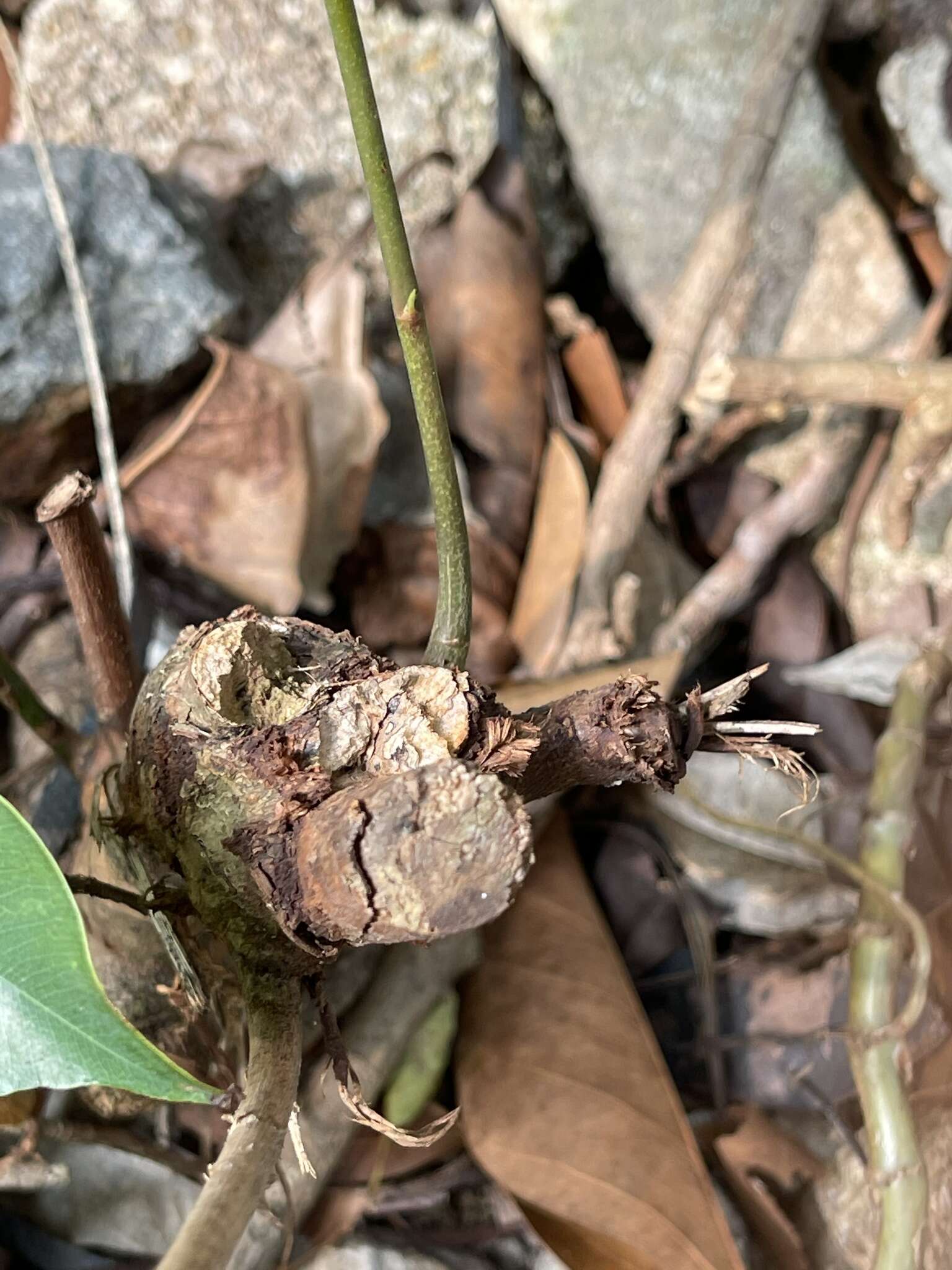 Image of Lysidice rhodostegia Hance