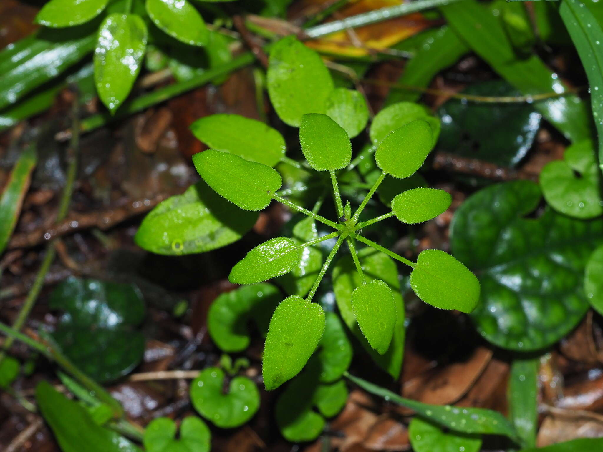 Image of Rubia linii J. M. Chao