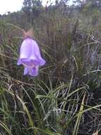 Image de Gladiolus bullatus Thunb. ex G. J. Lewis