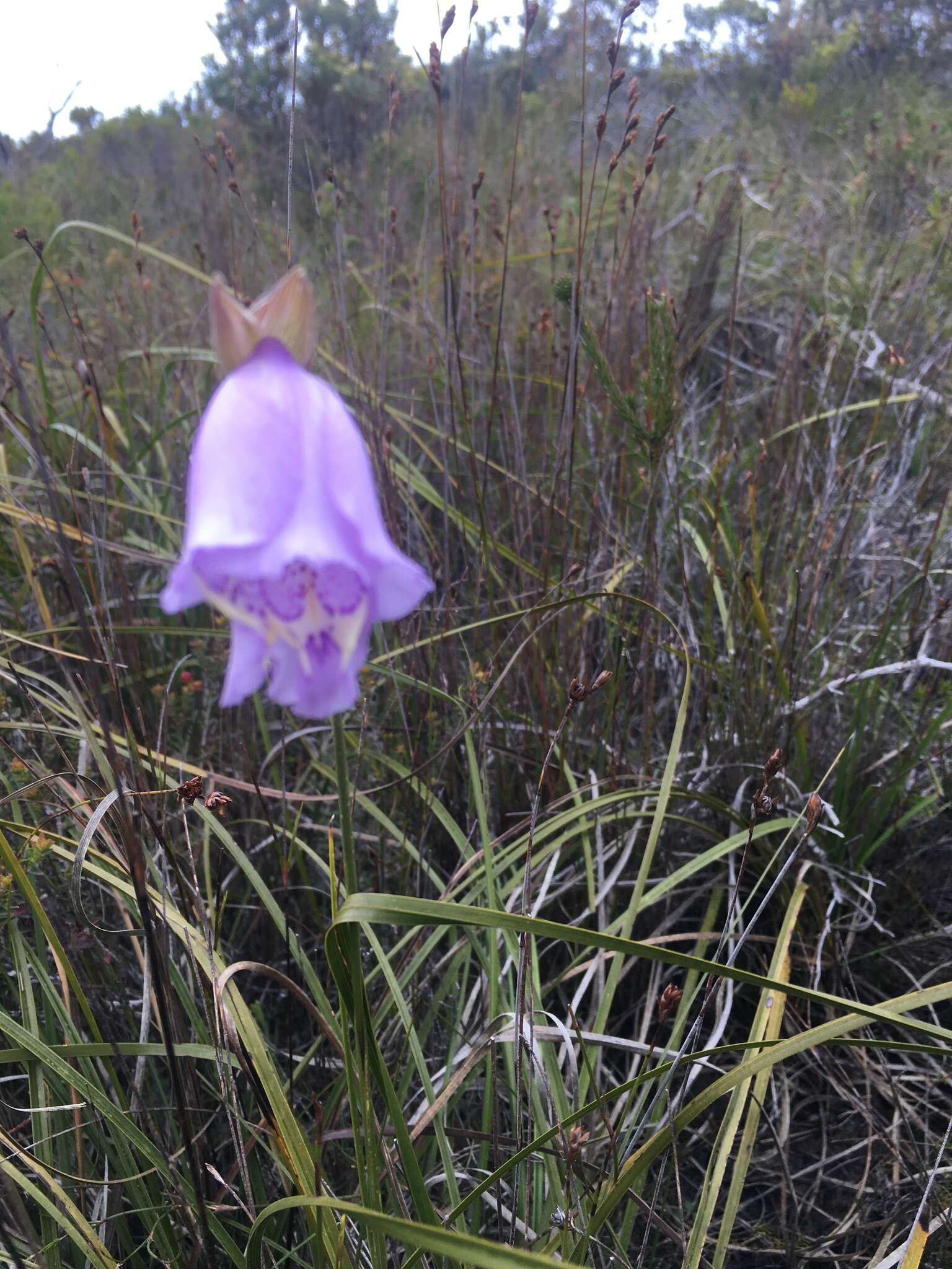 Image of Gladiolus bullatus Thunb. ex G. J. Lewis