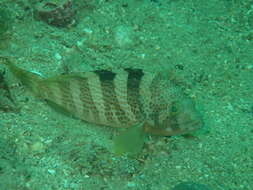 Image of Banded reef-cod