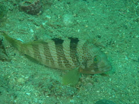 Image of Banded reef-cod