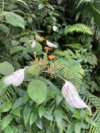 Image of White flag bush