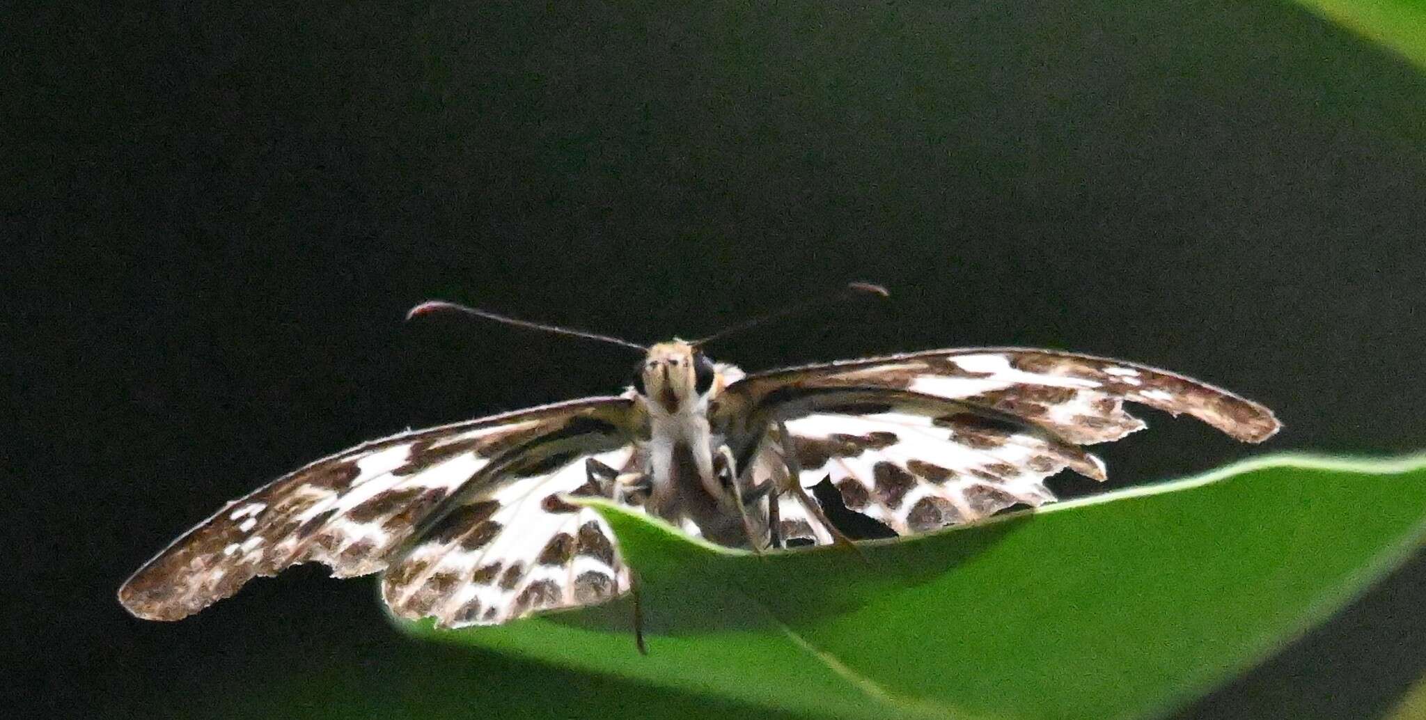 Image of Abraximorpha davidii Mabille 1876