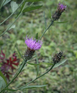 Image of Centaurea jacea subsp. jacea