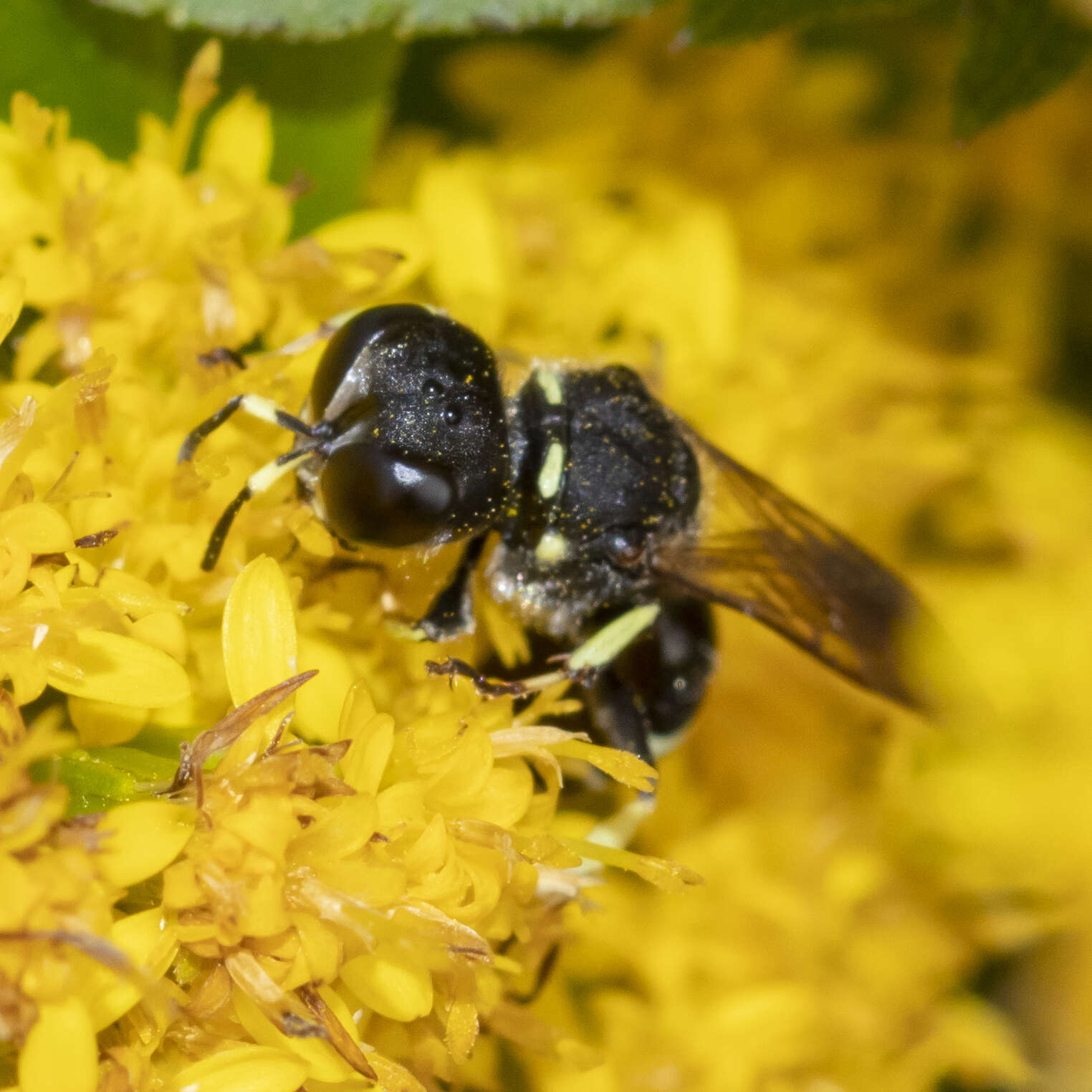 Imagem de Ectemnius trifasciatus (Say 1824)