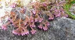 Image of Erica filiformis var. longibracteata H. Bol.