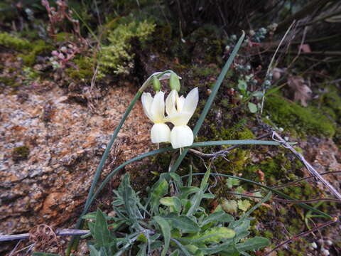 Narcissus triandrus L. resmi