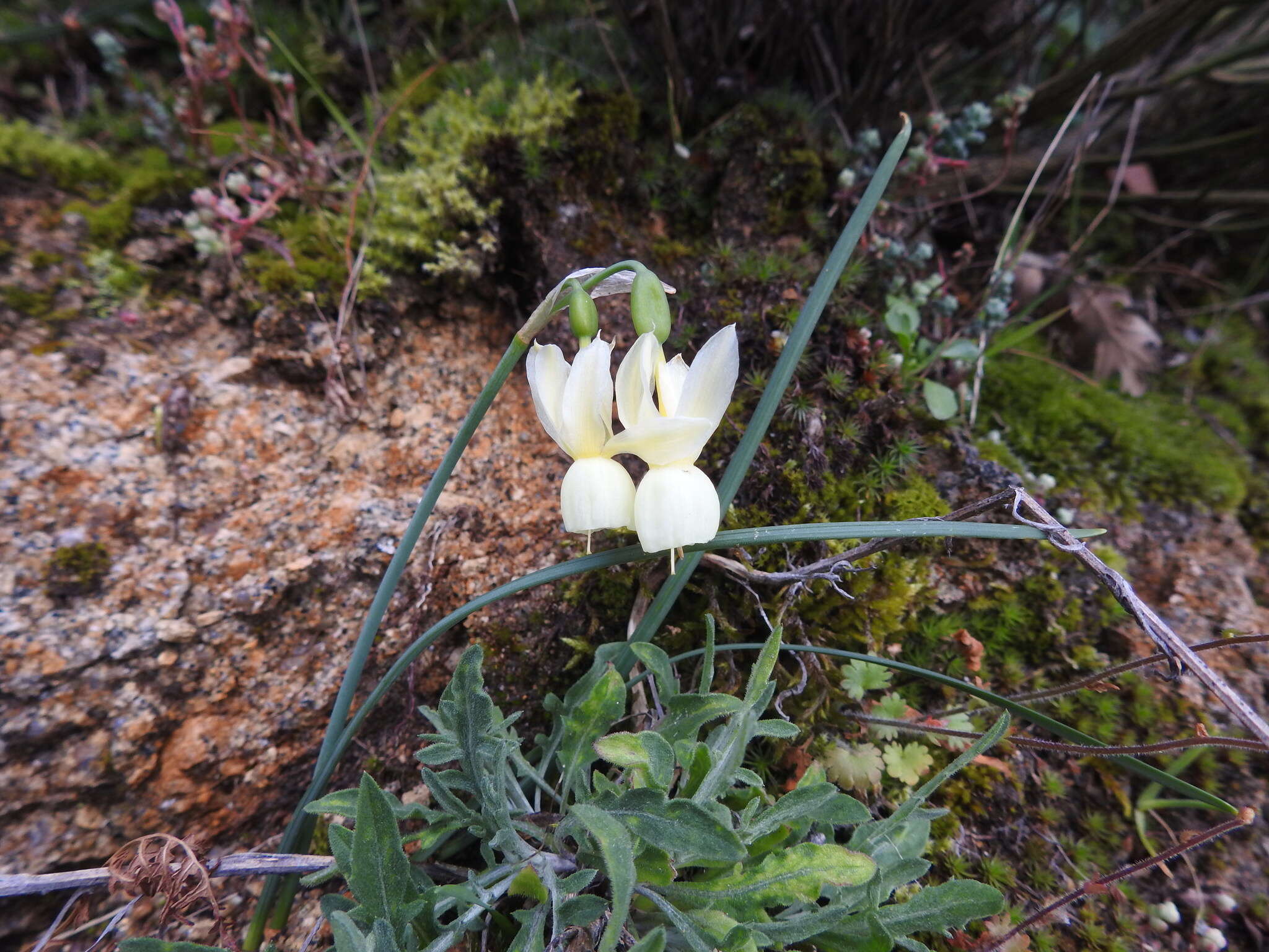 Image de Narcissus triandrus L.