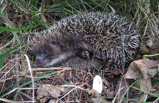 Image of Amur Hedgehog