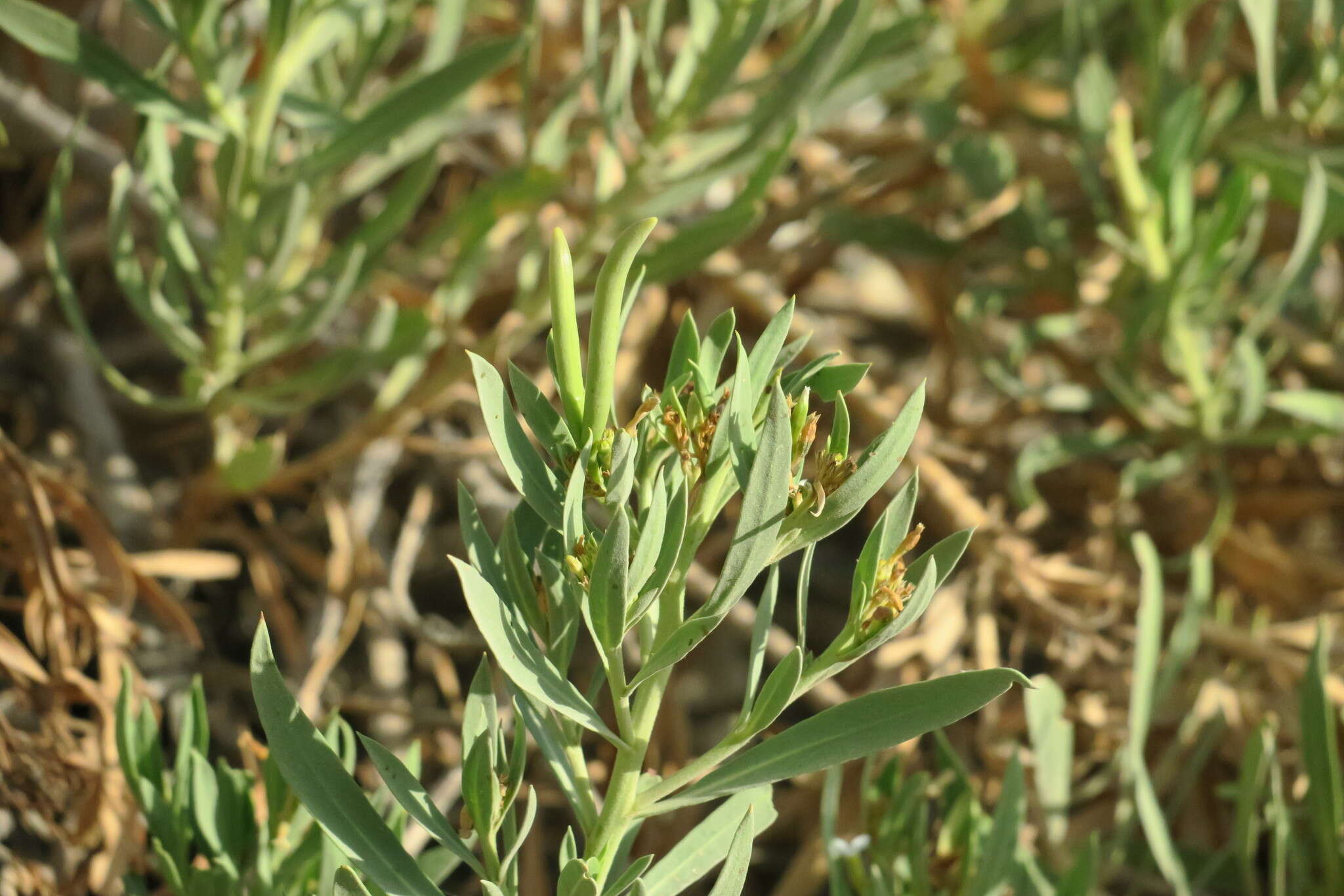 Image de Rhazya stricta Decne.