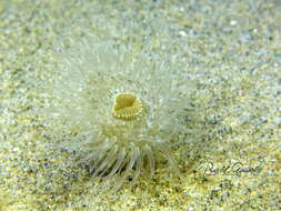 Image of small snakelocks anemone