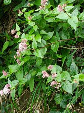 Image of Eupatorium luchuense Nakai