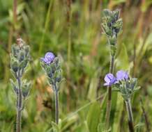 Image of Gänseblümchen-Ehrenpreis