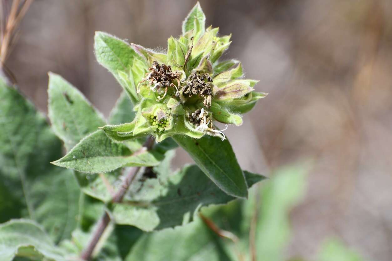 Image of Lagascea helianthifolia Kunth