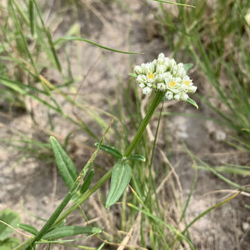 Image of Limeum sulcatum (Klotzsch) Hutch.