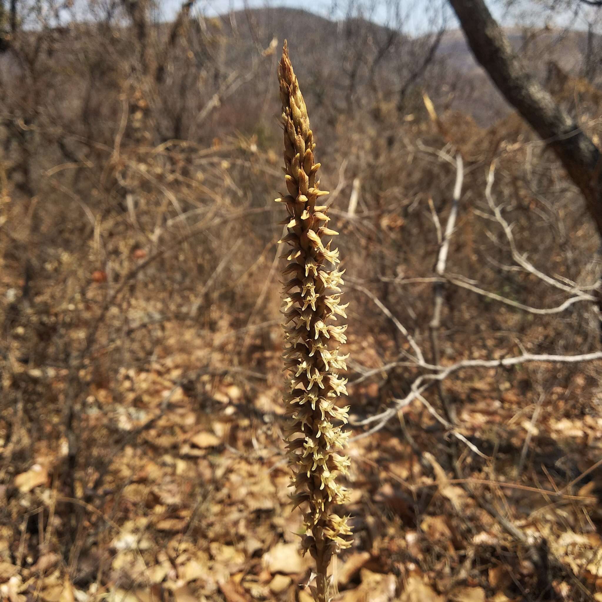 Слика од Aulosepalum pyramidale (Lindl.) M. A. Dix & M. W. Dix