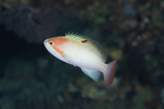 Image of Stocky anthias