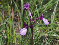 Image of Anacamptis boryi (Rchb. fil.) R. M. Bateman, Pridgeon & M. W. Chase