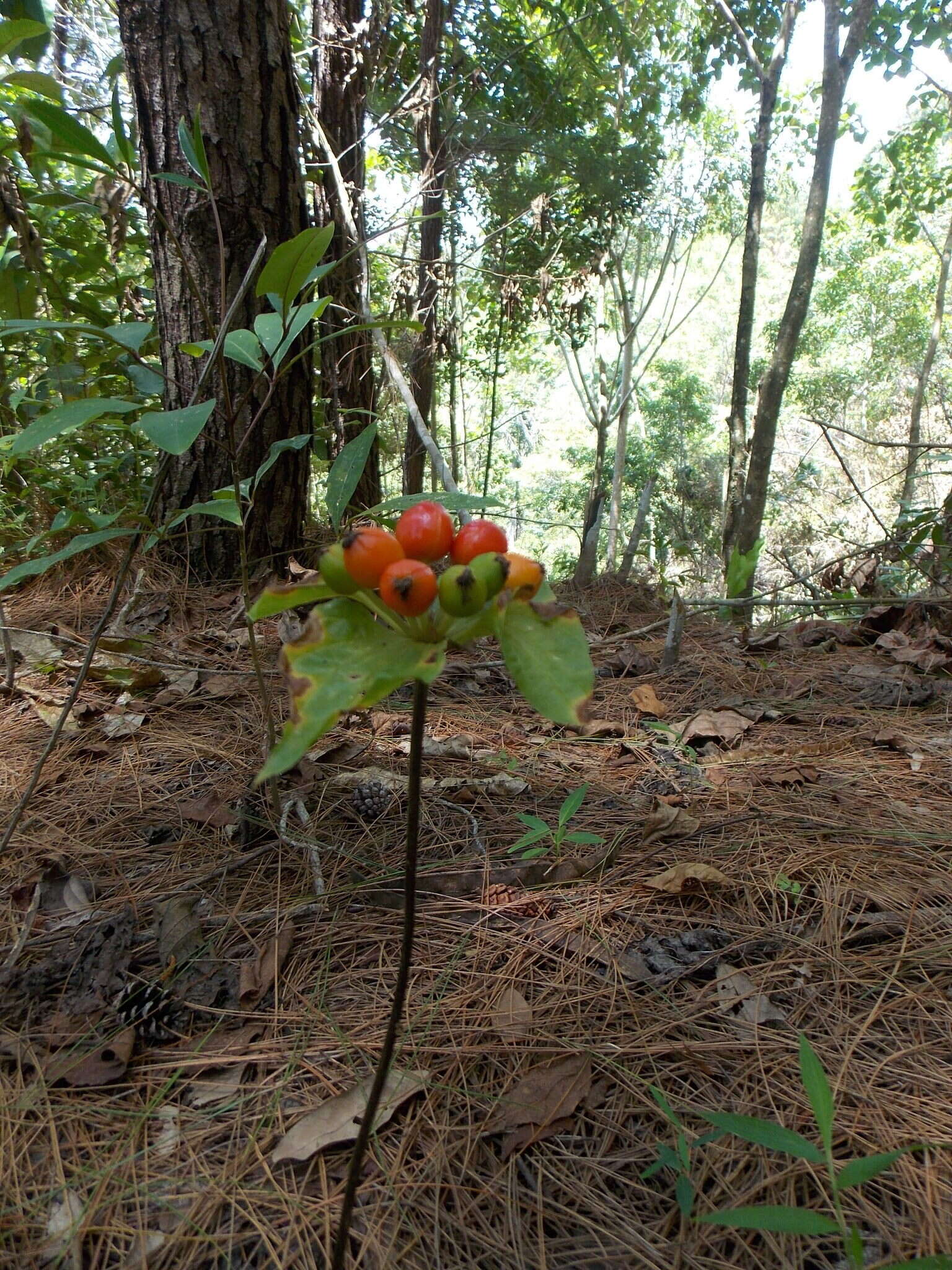 Image of tacca