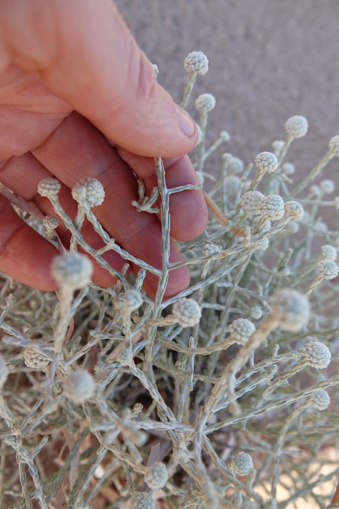 Calocephalus brownii (Cass.) F. Müll. resmi