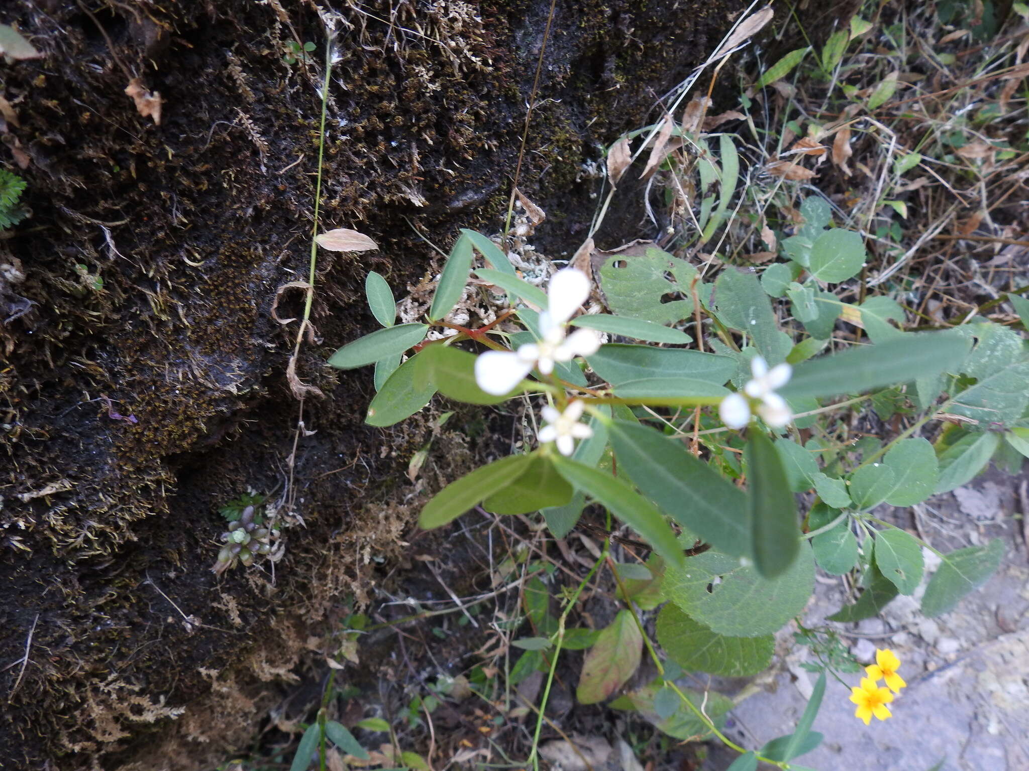 Image of Euphorbia ariensis Kunth