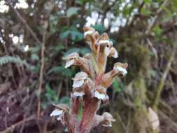 Image of Sarcoglottis schaffneri (Rchb. fil.) Ames