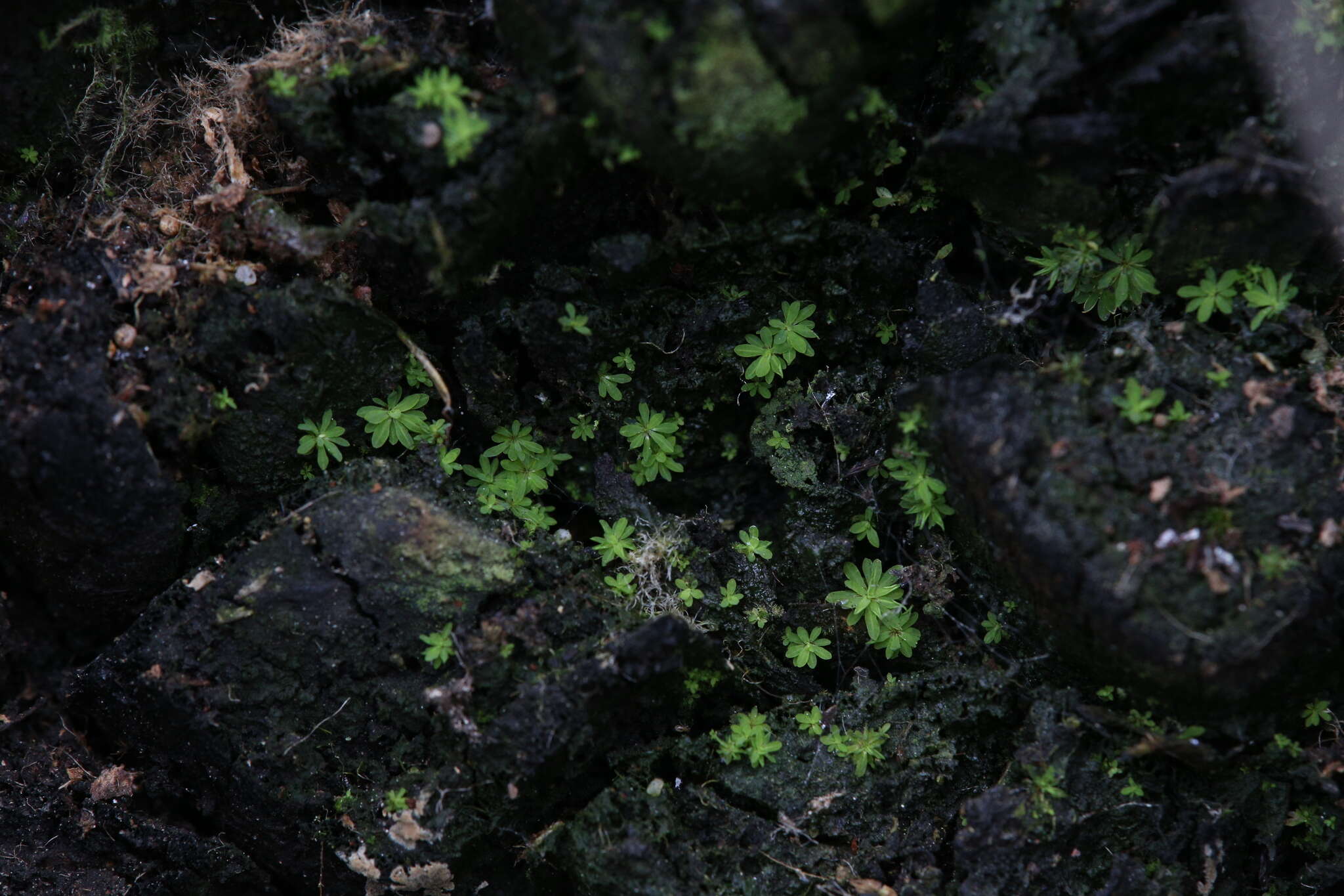 Image of Calymperastrum latifolium Stone 1986