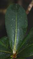 Imagem de Ardisia luquillensis (Britton) Alain