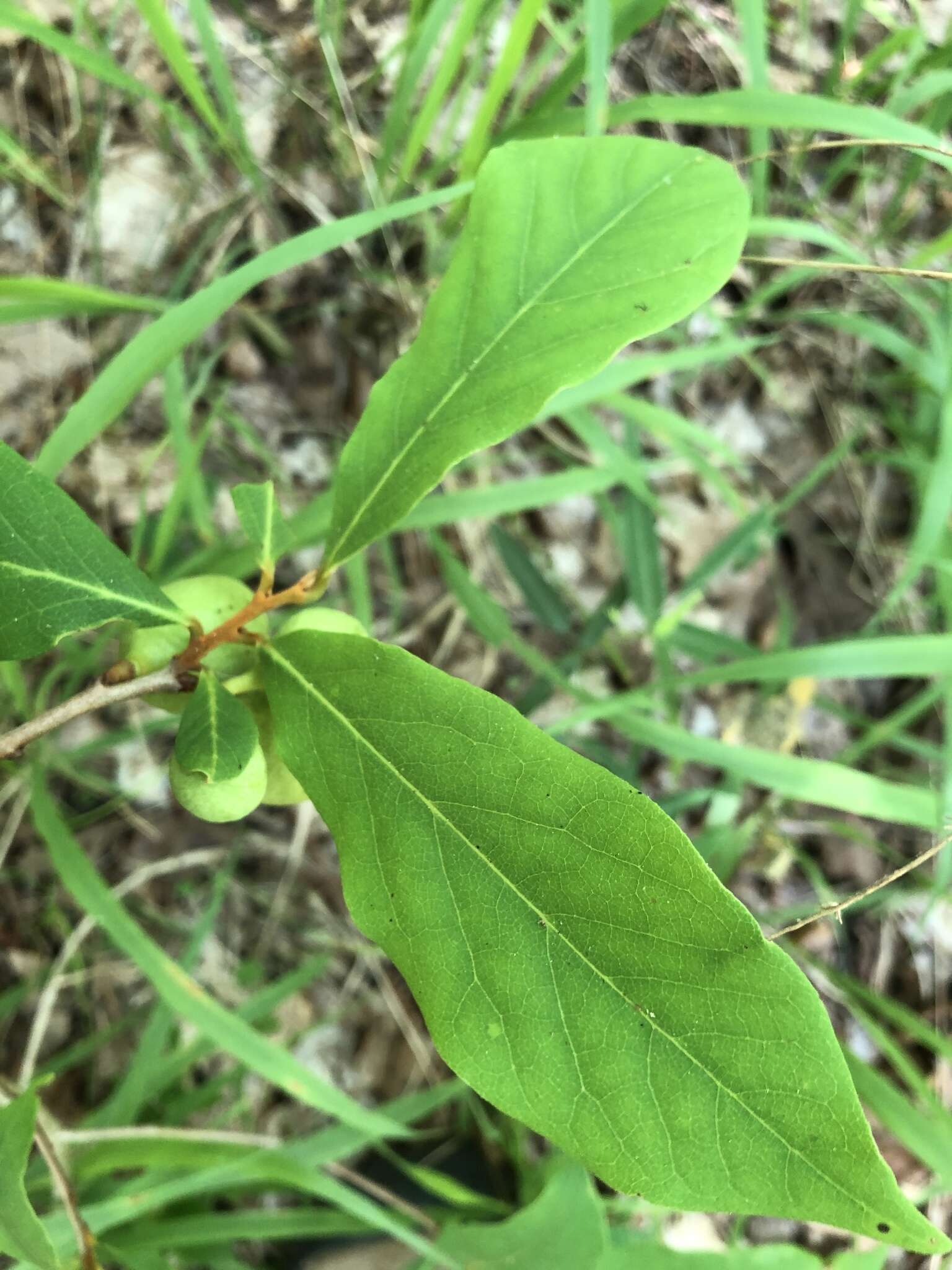 Image of Small-Flower Pawpaw