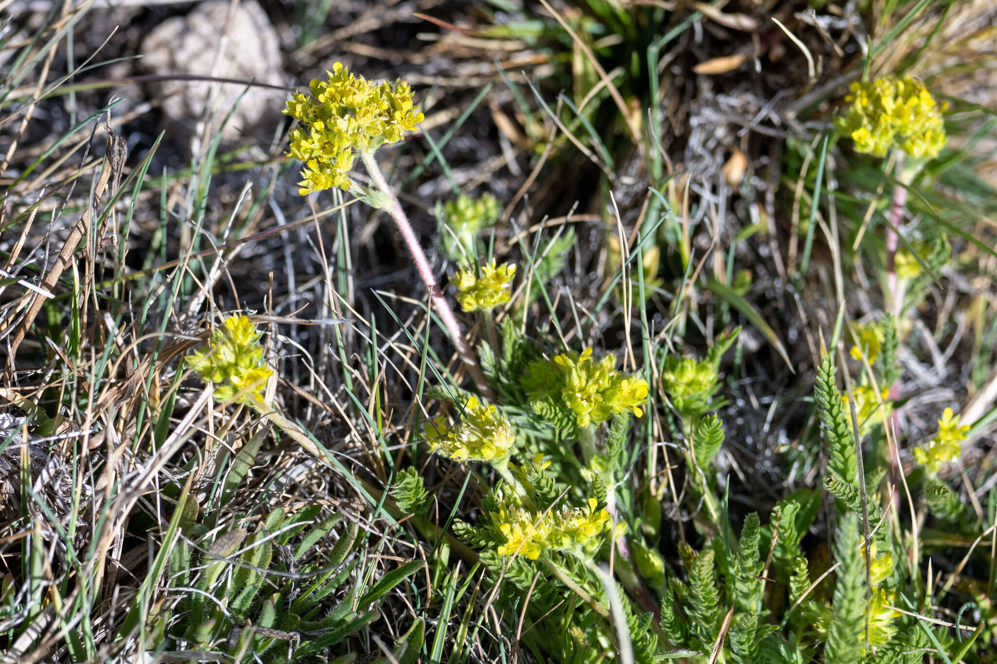 Imagem de Ivesia campestris (M. E. Jones) Rydb.